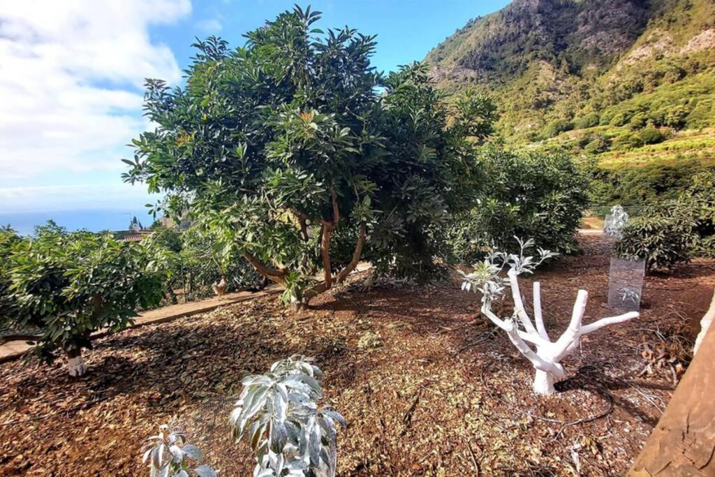 Casa Rural La Resbala - Casa Drago La Orotava Buitenkant foto